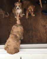 Cavapoo puppies ready to leave image 2